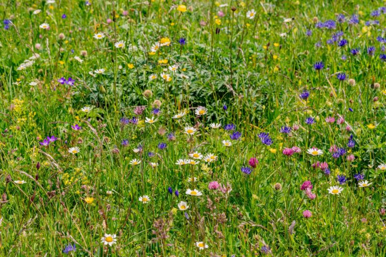 Comment créer une prairie fleurie ?