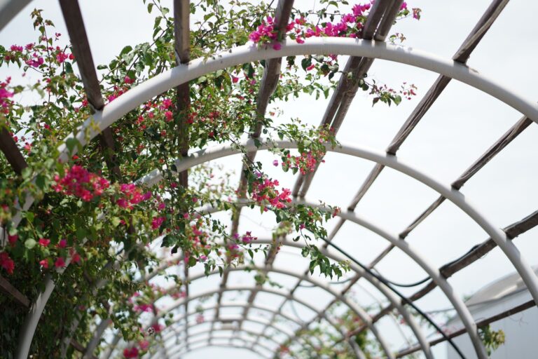 Quelles plantes grimpantes choisir pour une pergola ?