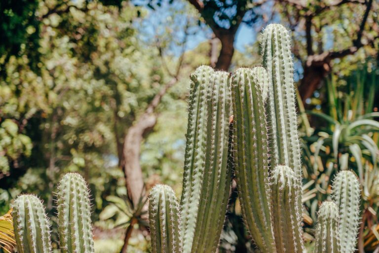 Comment choisir les plantes adaptées pour un jardin aride ?