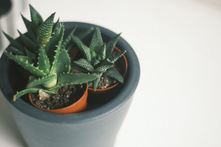 Quelles sont les plantes succulentes les plus originales à découvrir ?