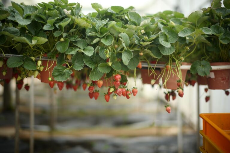Quels petits fruits peuvent être cultivés chez soi ?