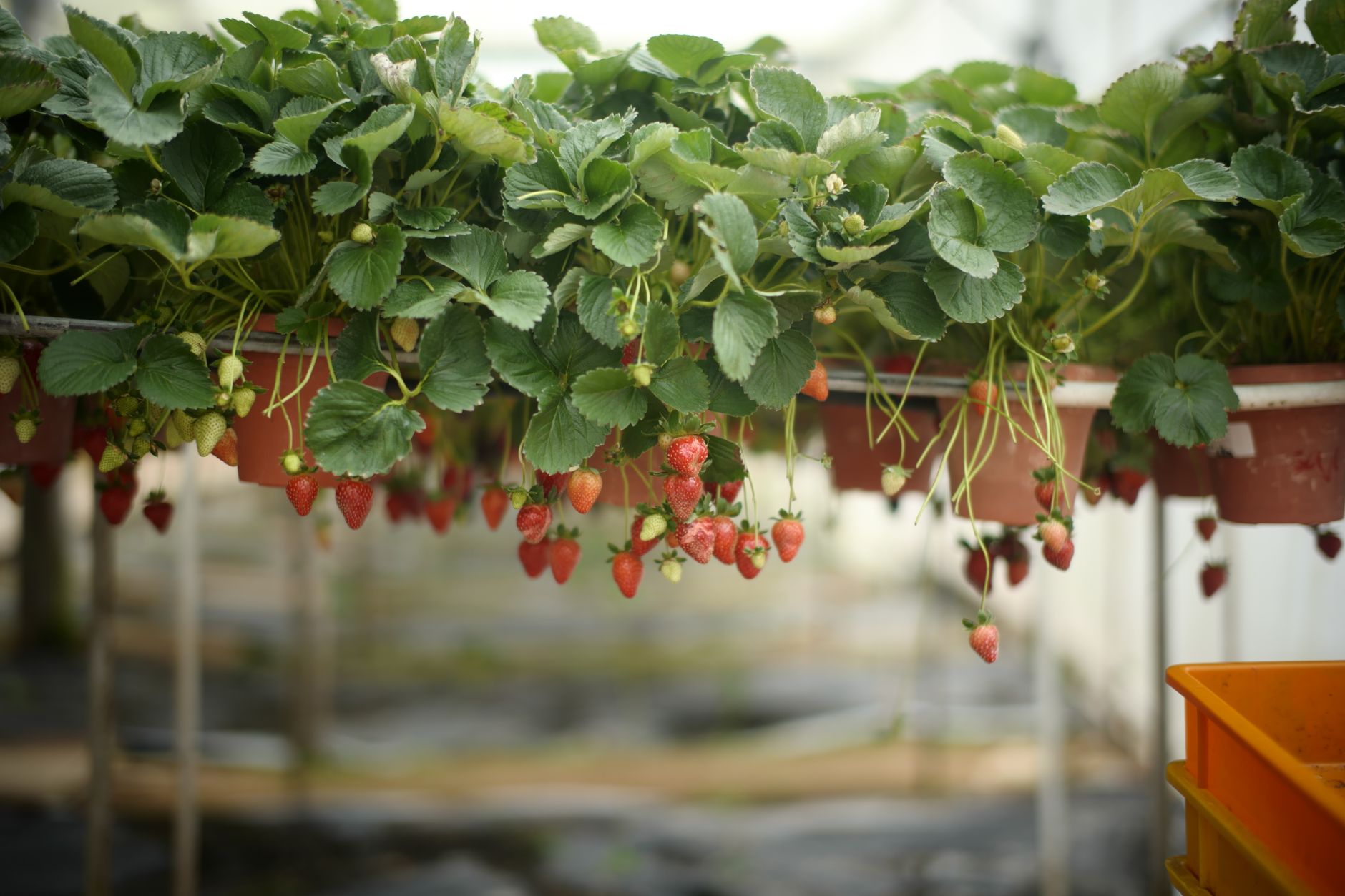 Quels petits fruits peuvent être cultivés chez soi ?