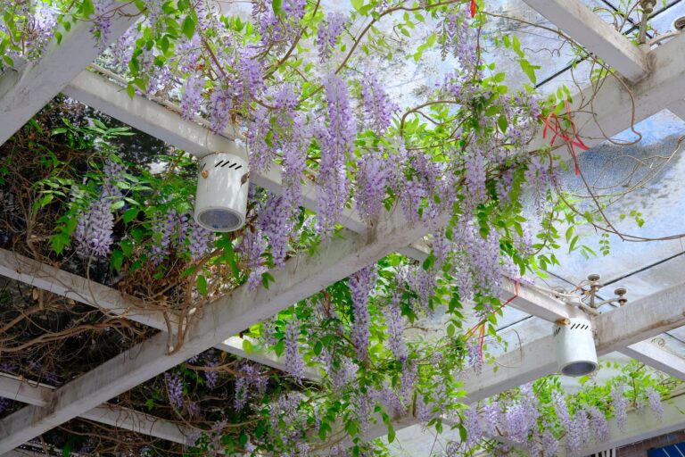 Comment créer un balcon fleuri tout l&rsquo;été ?