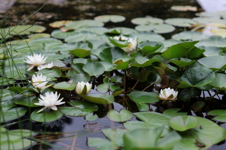 Quelles plantes aquatiques choisir pour son bassin ?