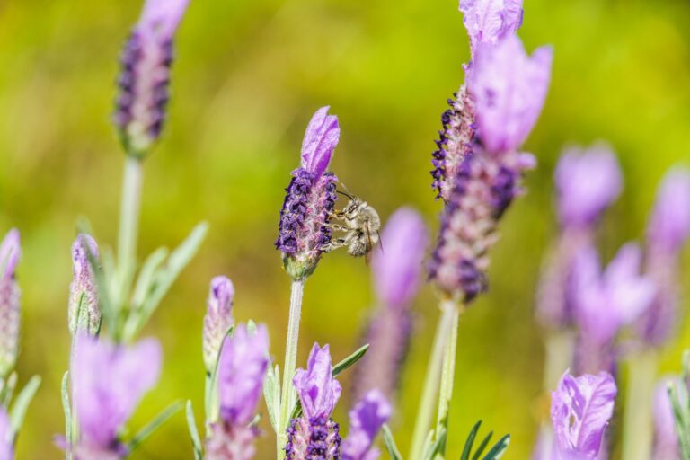 Quelles plantes choisir pour attirer les abeilles dans votre jardin ?