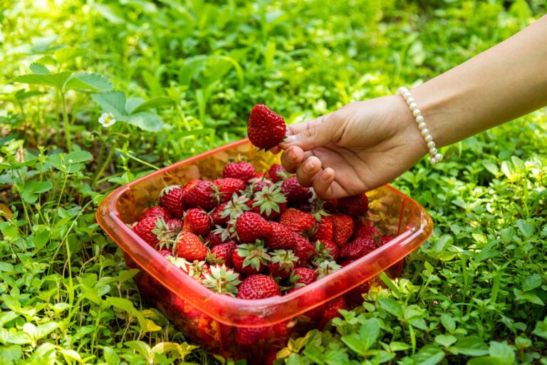 Comment récolter efficacement les fruits de votre jardin ?