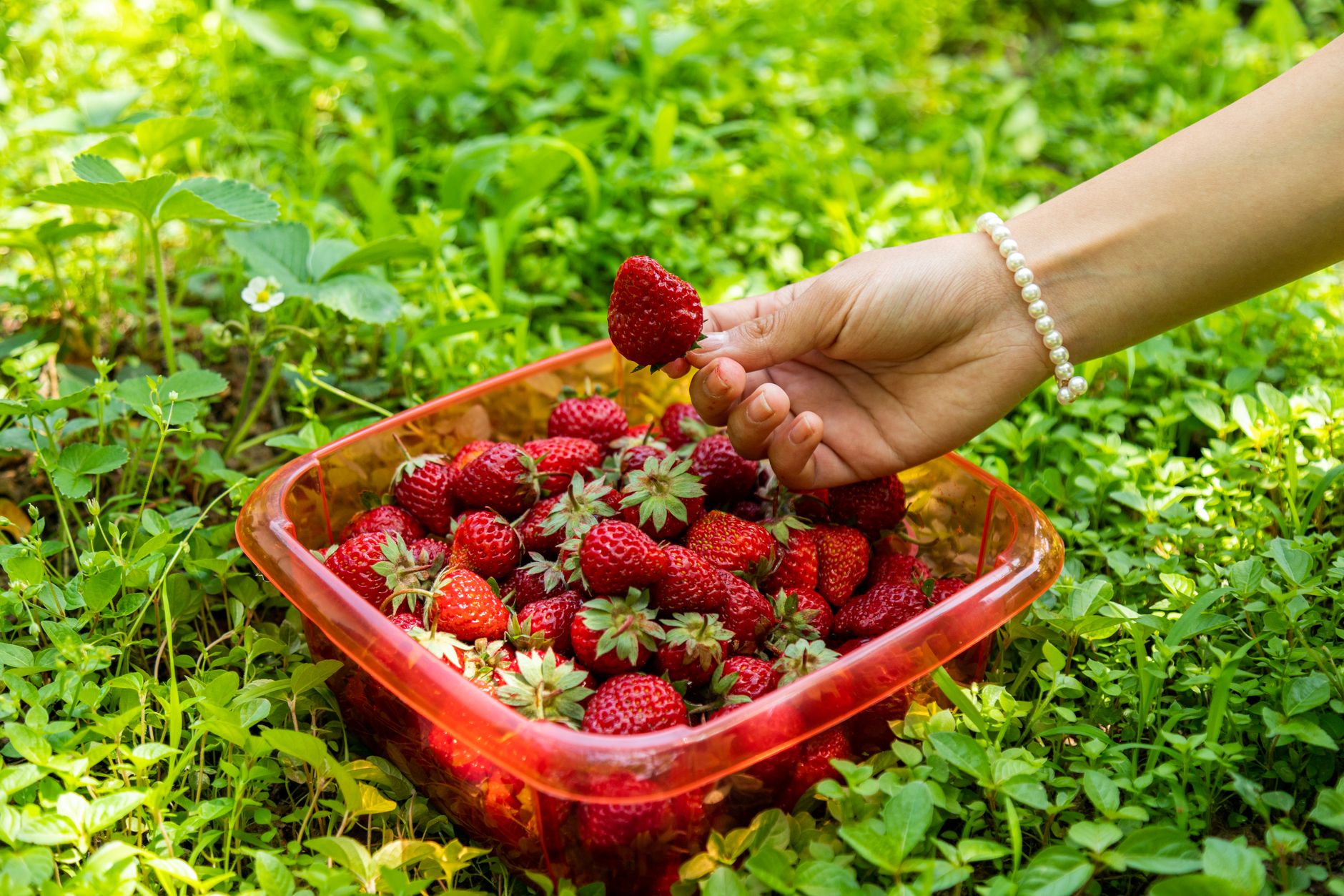 Comment récolter efficacement les fruits de votre jardin ?