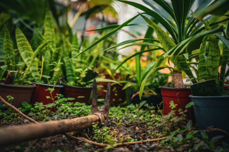 Comment réussir son jardinage en sol calcaire ?