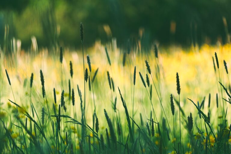 Quelles graminées choisir pour un jardin en mouvement ?