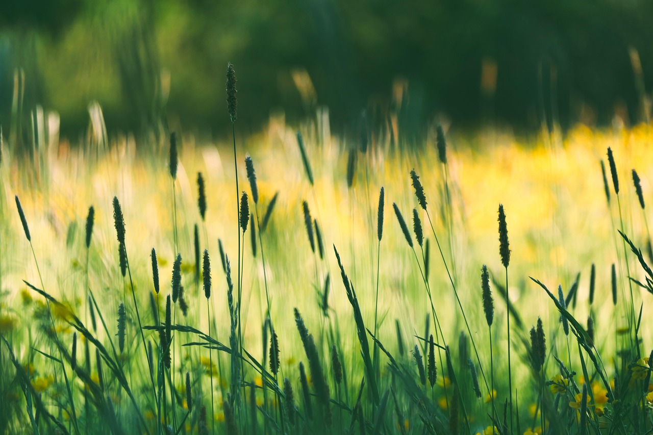 Quelles graminées choisir pour un jardin en mouvement ?