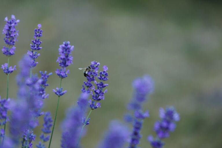 Que faire pour protéger les fleurs sauvages ?