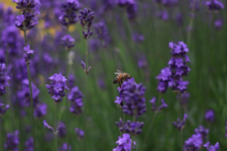 Quelles sont les plantes mellifères à cultiver dans son jardin ?