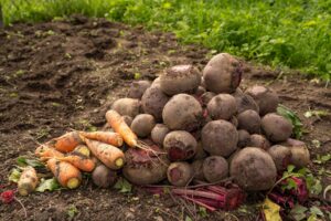 Quels sont les légumes racines faciles à cultiver dans votre jardin ?
