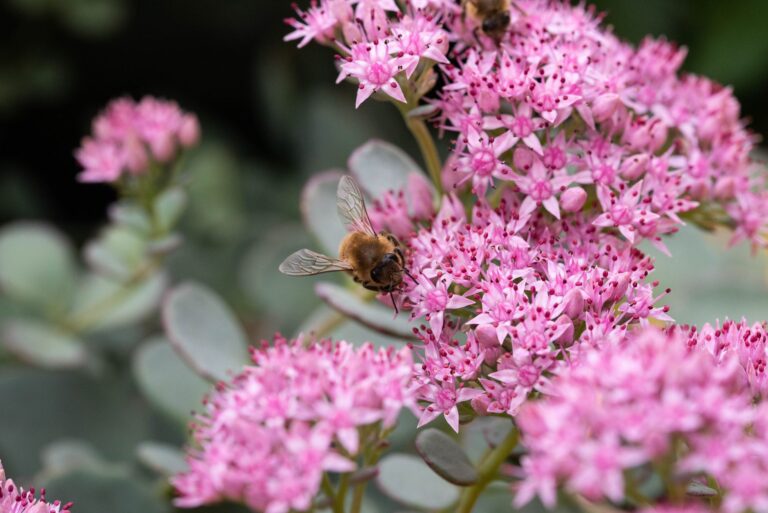 Comment promouvoir la biodiversité au jardin ?