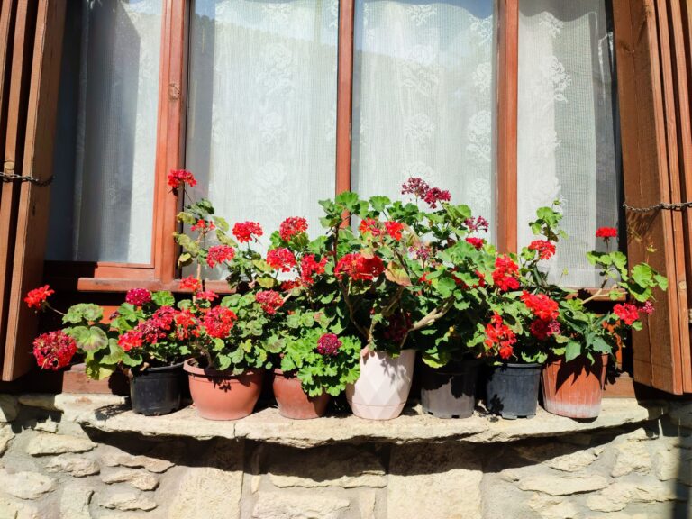 Quelles plantes grimpantes choisir pour mon balcon ?