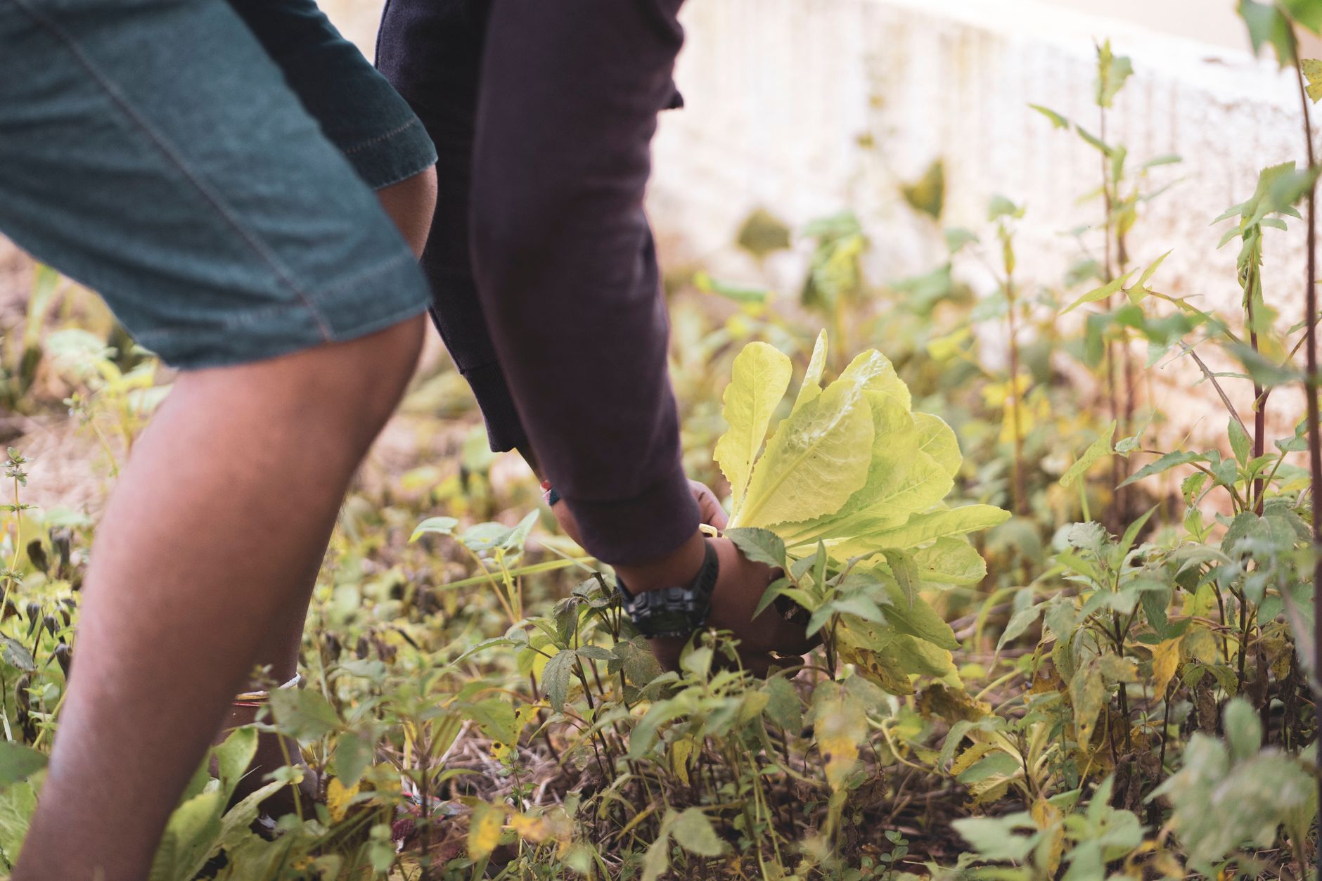 Comment organiser un potager collectif ?