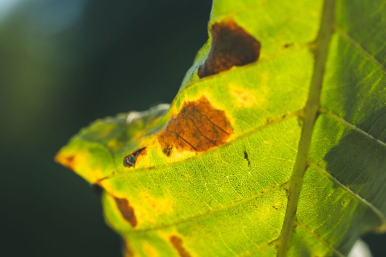 Les cryptogames : quels sont les dangers pour votre jardin ?