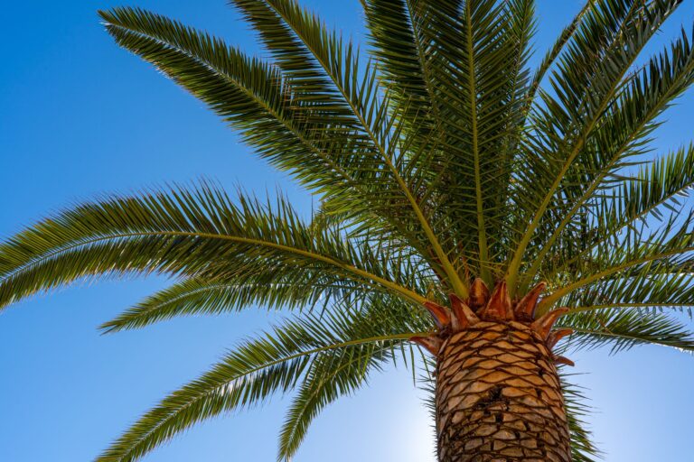 Quels palmiers rustiques planter dans votre jardin ?