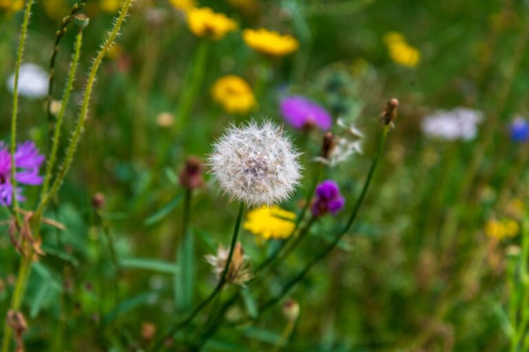 Quelles graines semer pour un jardin sauvage ?