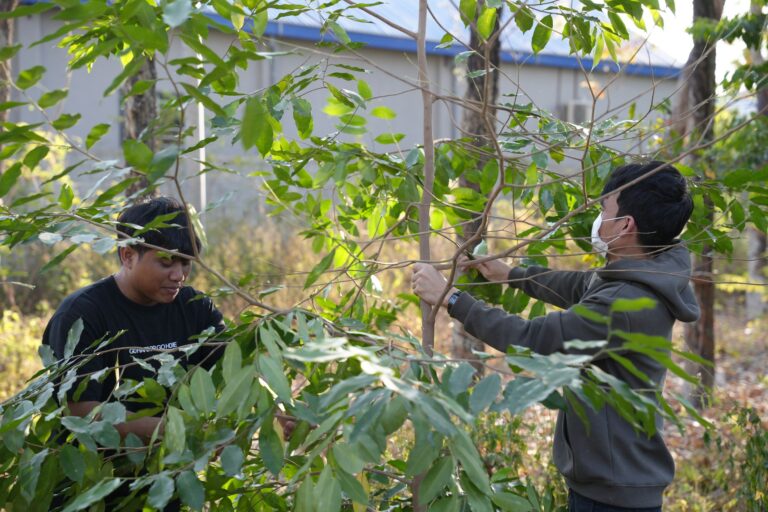 Quels arbres planter pour assurer notre avenir ?