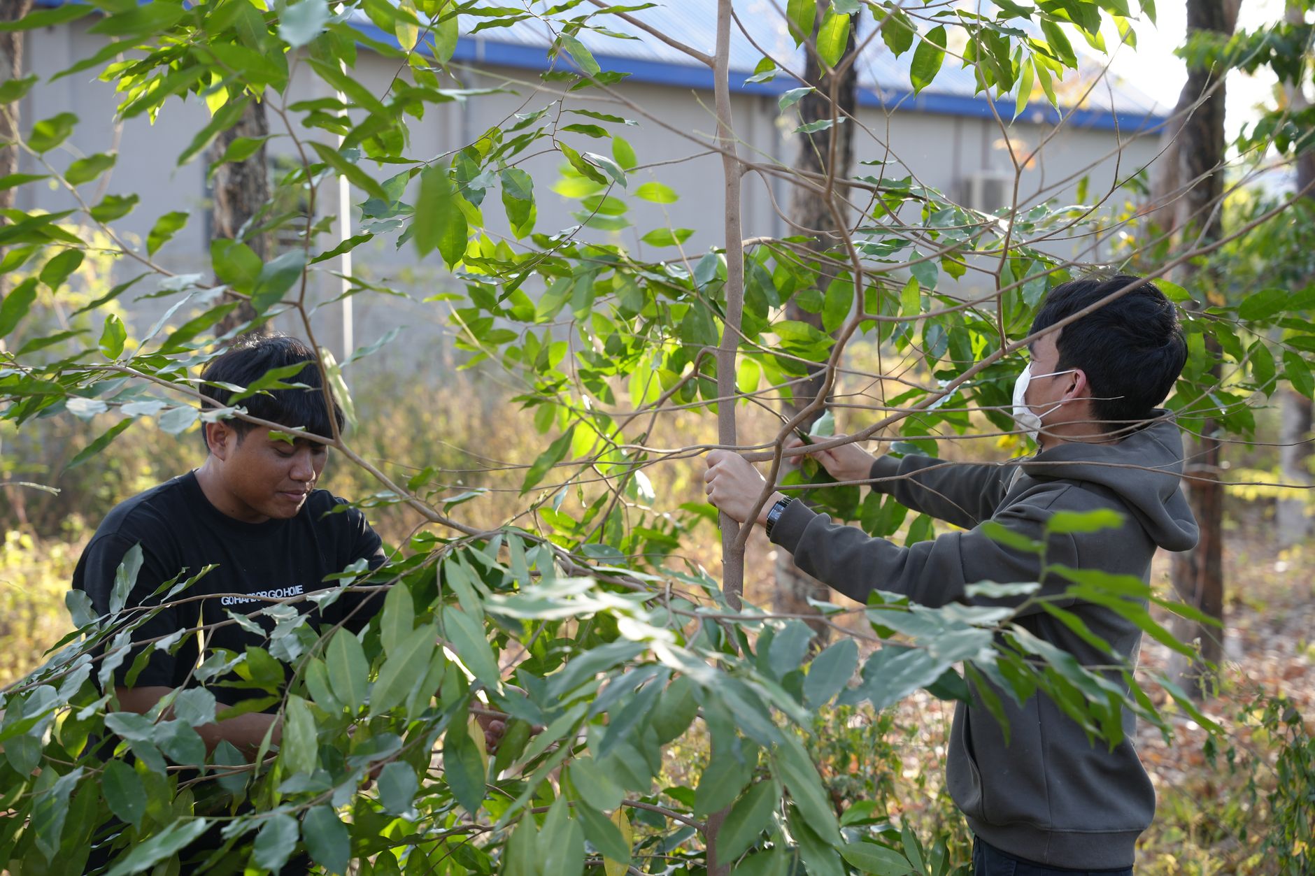 Quels arbres planter pour assurer notre avenir ?