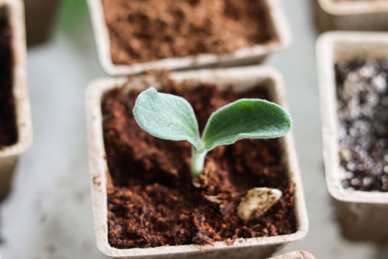 Comment pratiquer le jardinage bio en ville ?