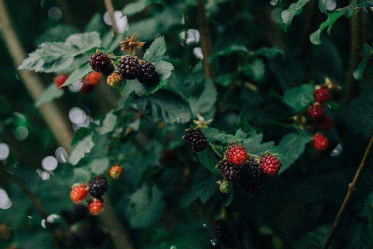 Quels petits fruitiers choisir pour un petit jardin ?