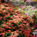 Quelles fleurs spectaculaires pouvez-vous planter dans votre jardin ?