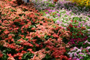 Quelles fleurs spectaculaires pouvez-vous planter dans votre jardin ?