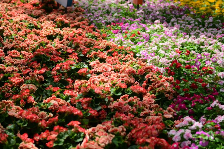 Quelles fleurs spectaculaires pouvez-vous planter dans votre jardin ?