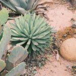 Quelles plantes grasses choisir pour un jardin sec ?