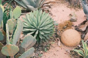 Quelles plantes grasses choisir pour un jardin sec ?