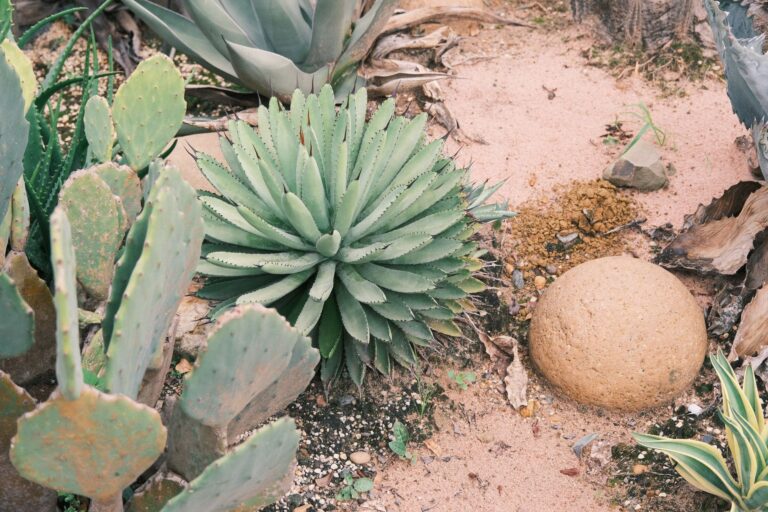 Quelles plantes grasses choisir pour un jardin sec ?