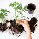 Comment réussir ses semis de légumes ?