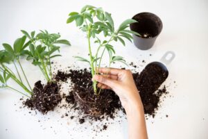 Comment réussir ses semis de légumes ?
