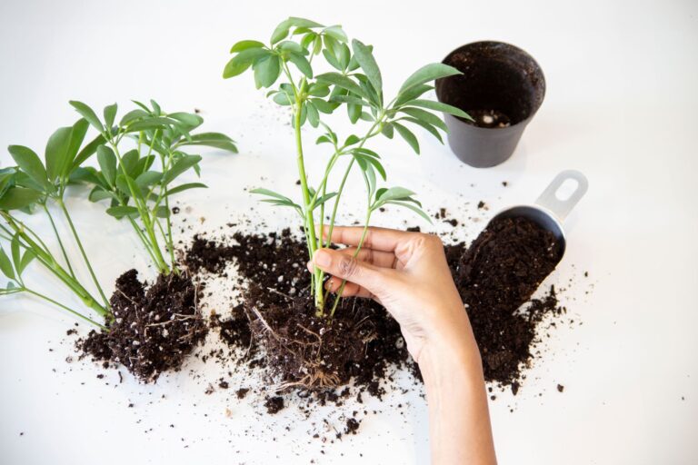 Comment réussir ses semis de légumes ?