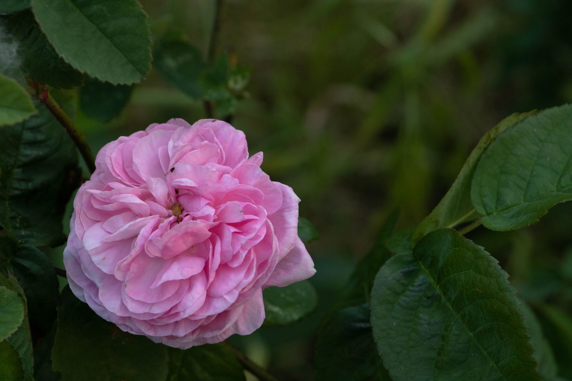 Pourquoi redécouvrir les rosiers anciens ?