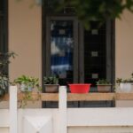 Quelles plantes grimpantes choisir pour agrémenter votre terrasse ?