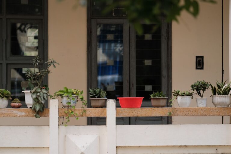 Quelles plantes grimpantes choisir pour agrémenter votre terrasse ?