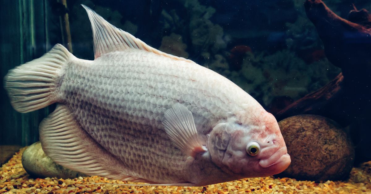 Comment pratiquer l’aquaponie chez soi ? Comment pratiquer l’aquaponie chez soi ?