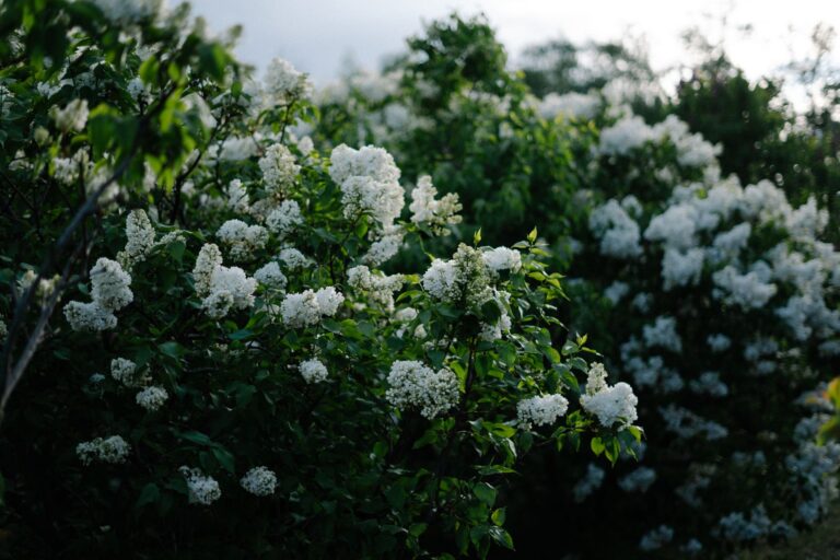 Comment concevoir un bosquet fleuri ?
