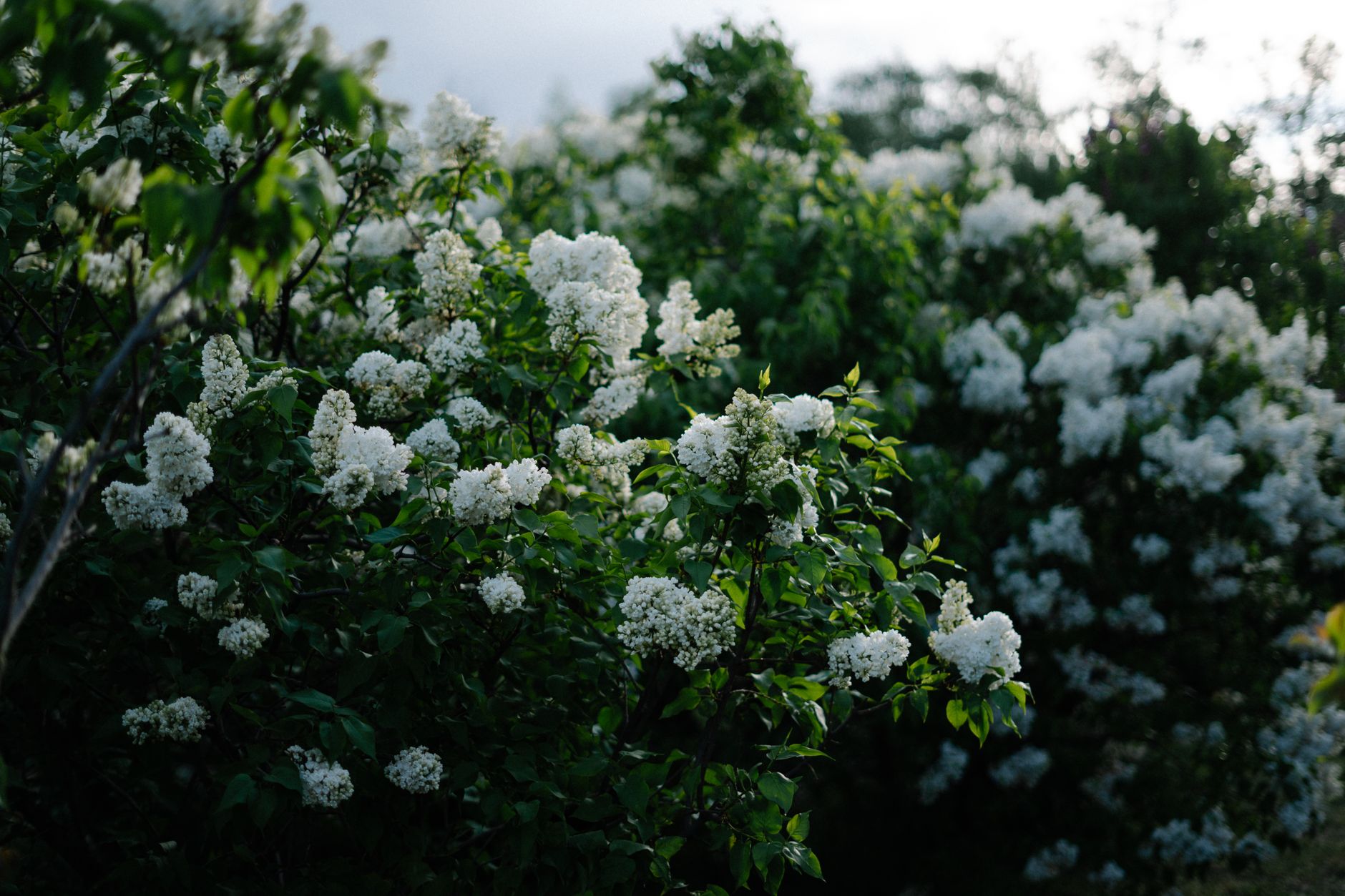 Comment concevoir un bosquet fleuri ?