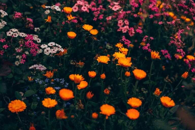 Quelles fleurs des champs pouvez-vous semer dans votre jardin ?