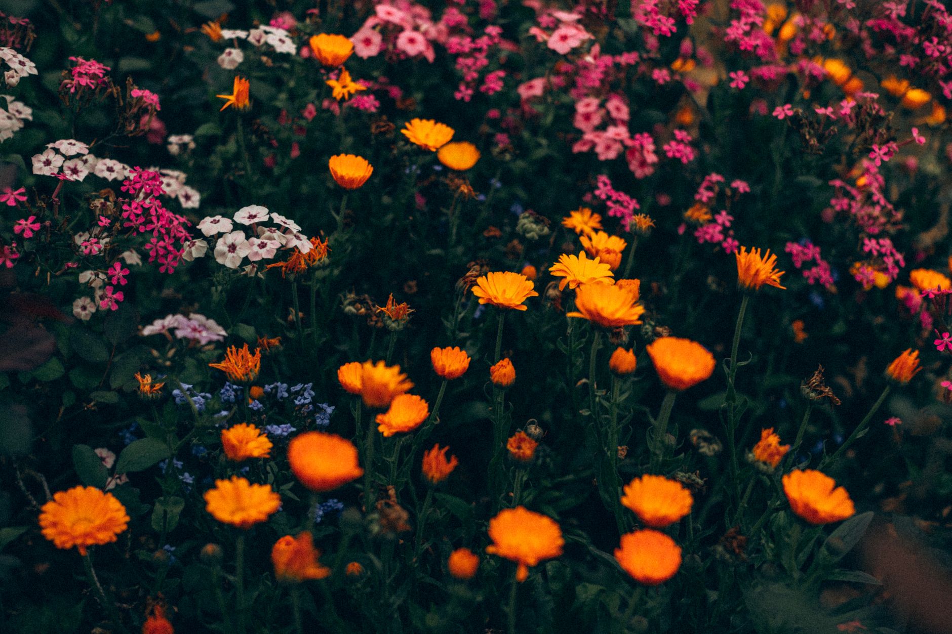 Quelles fleurs des champs pouvez-vous semer dans votre jardin ?