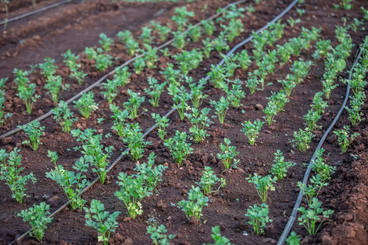 Paillage, goutte-à-goutte et ombre pour le potager face aux fortes chaleurs