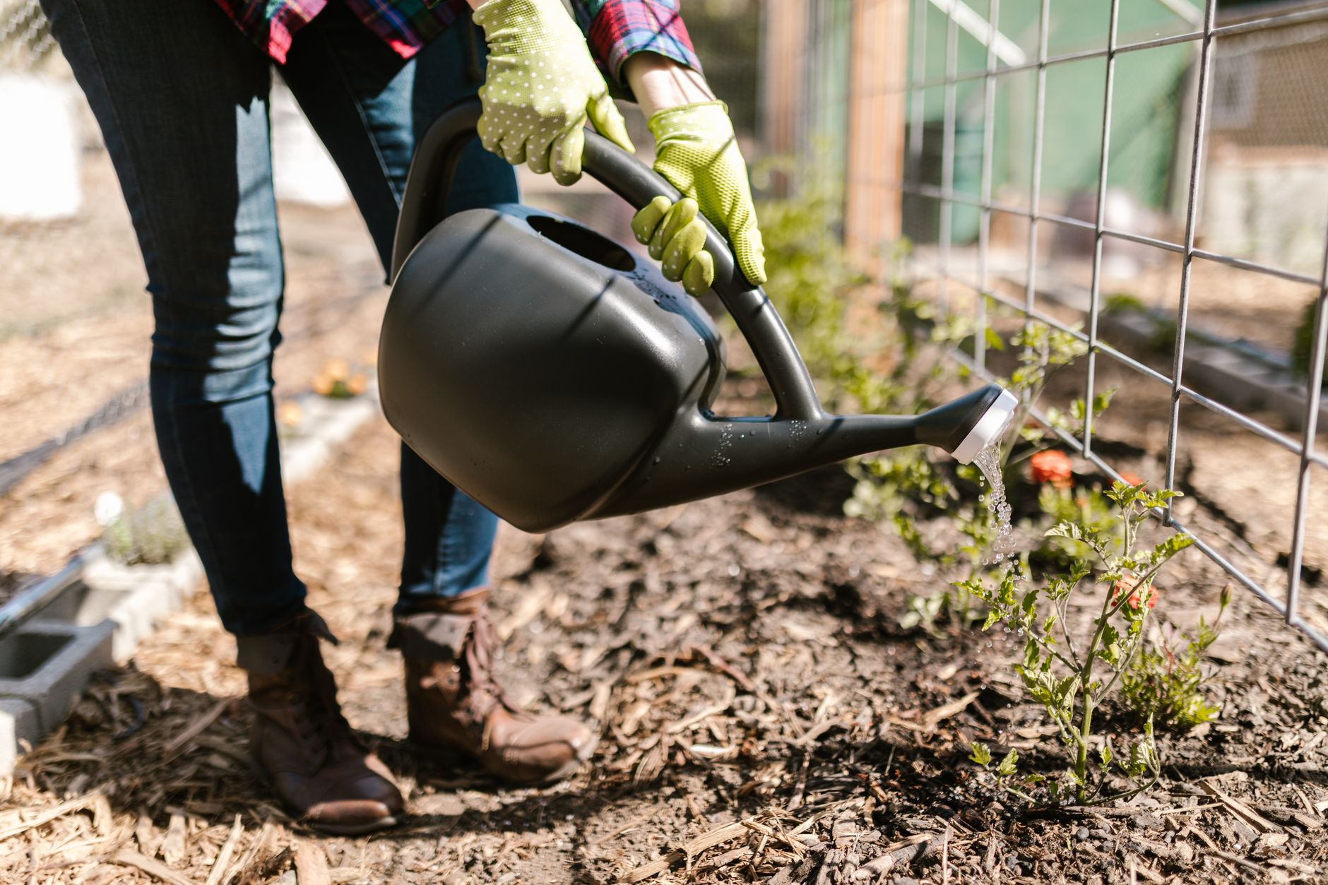 Une personne arrose un plant au potager avec un arrosoir