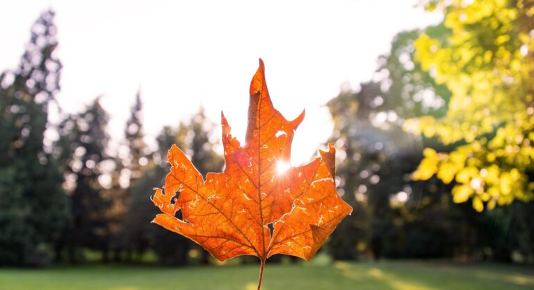 Feuilles mortes au jardin, un trésor à ne pas jeter