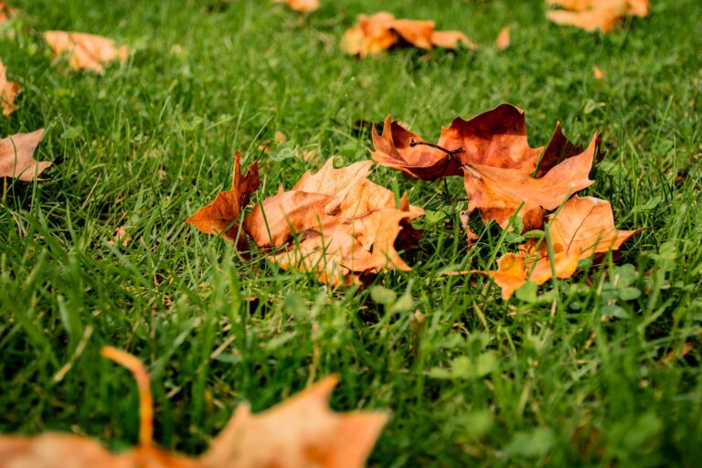 Broyer les feuilles à la tondeuse plutôt que les ramasser