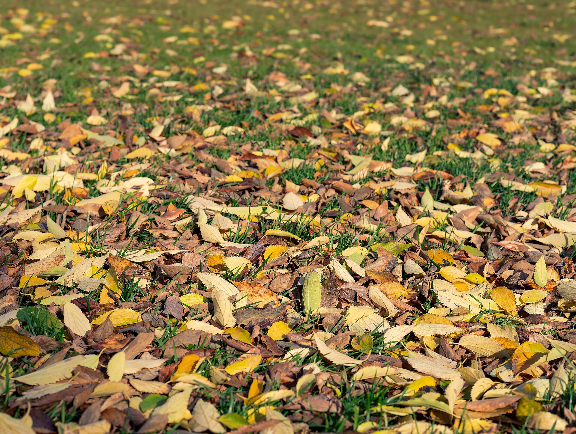 Feuilles mortes au jardin, un trésor à ne pas jeter