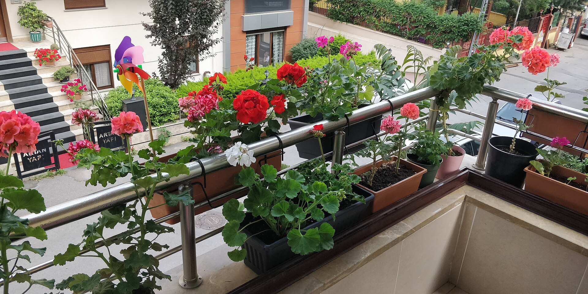 Géraniums rouges et roses en pots sur un balcon